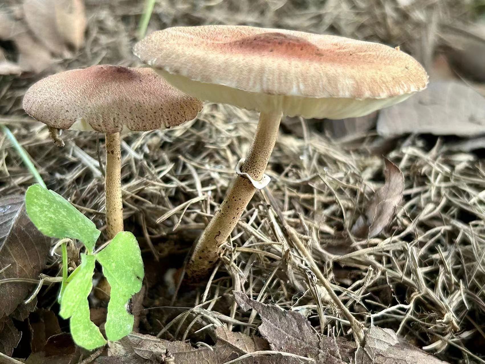 mushroomimage